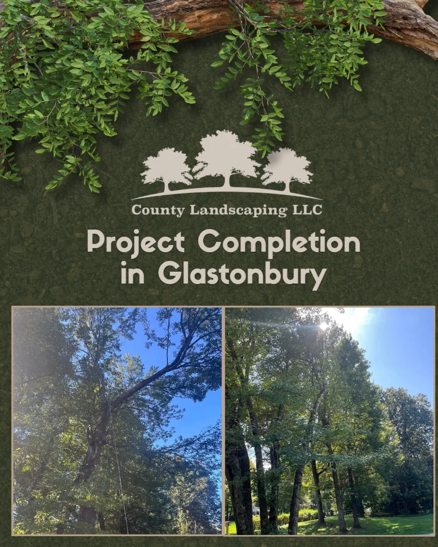County Landscaping social media design