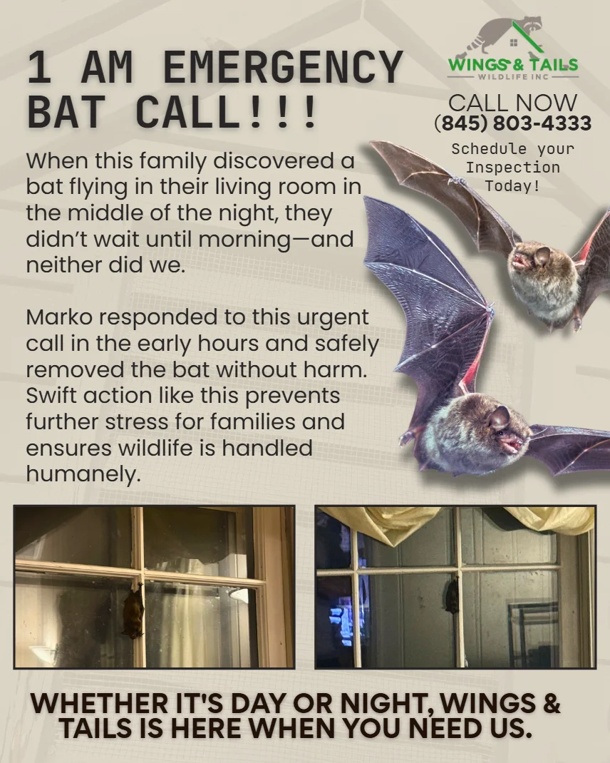 Wings and Tails Wildlife branded social post example